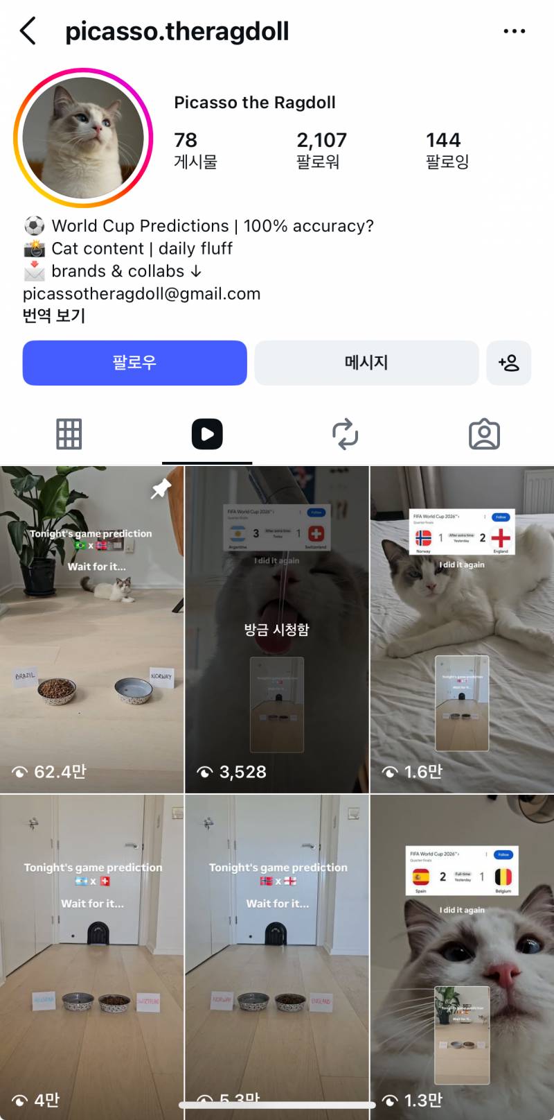 [잡담] 이 고양이 축구 누가 이기는지 다 예측함 ㅋㅋㅋㅋㅋㅋ | 인스티즈