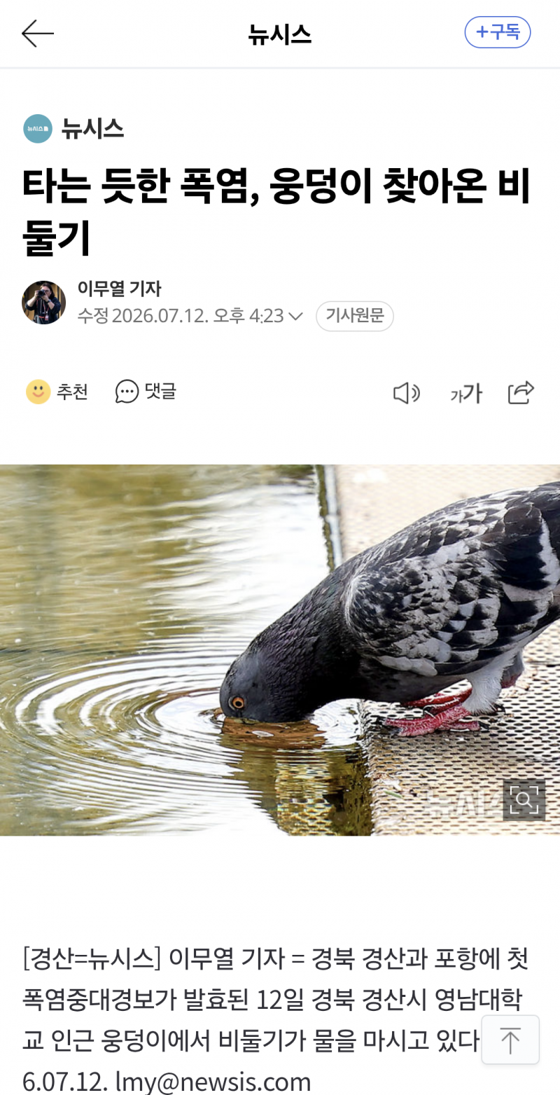 [잡담] 비둘기도 여름에 덥대 | 인스티즈