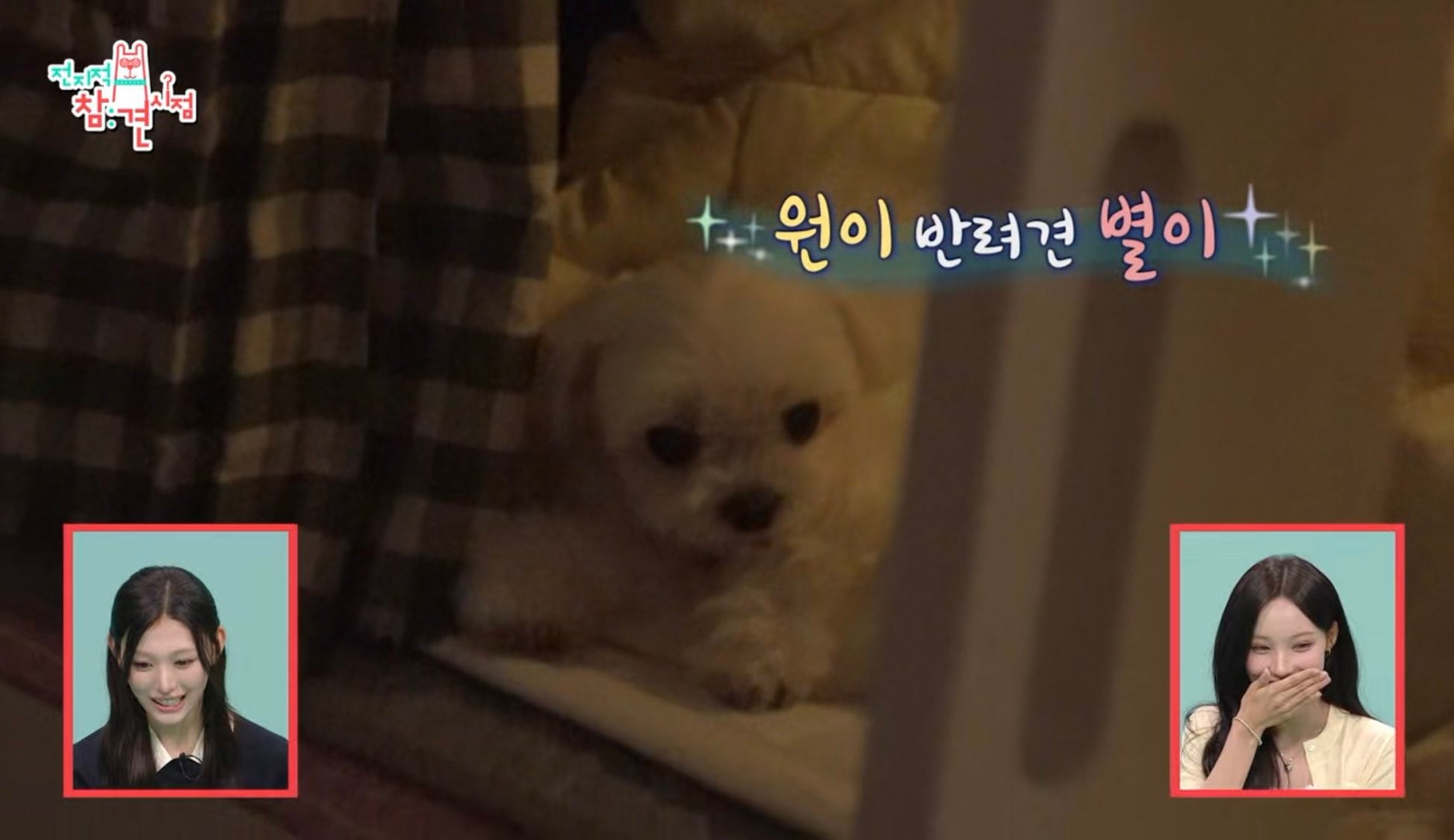 [잡담] 원이네 강아지 진짜 개귀엽다...... | 인스티즈