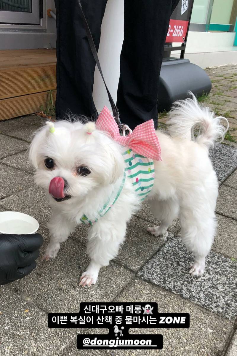 [잡담] 아니 복실이 심하게 귀엽네 | 인스티즈