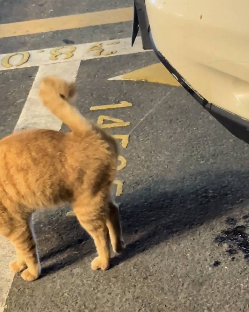 [잡담] 고양이는 오줌이 뒤로 나와?? | 인스티즈