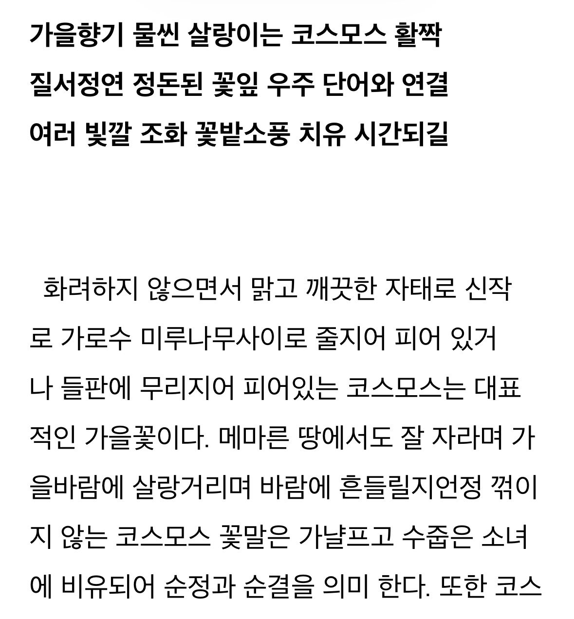 [잡담] 빅뱅들아 코스모스 꽃말이 뭔지 앎?🥹 | 인스티즈