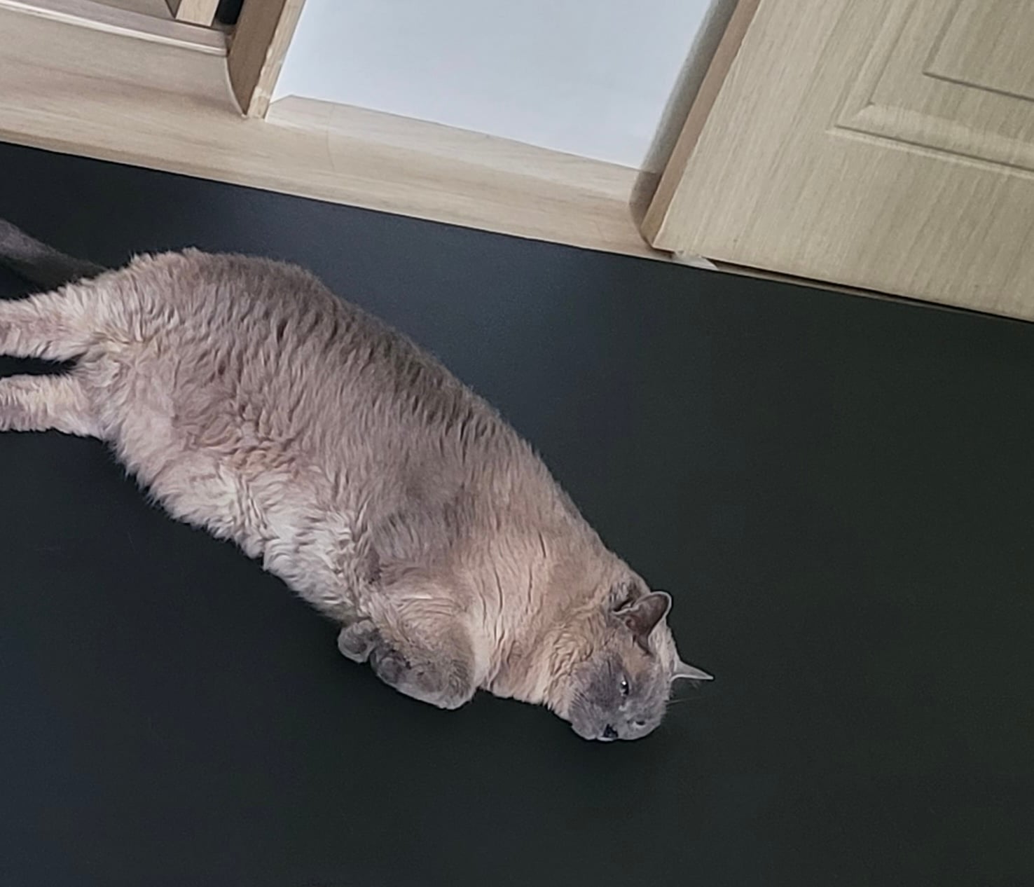 [잡담] 우리애 너무 뚱뚱하지?ㅠㅠㅠ | 인스티즈