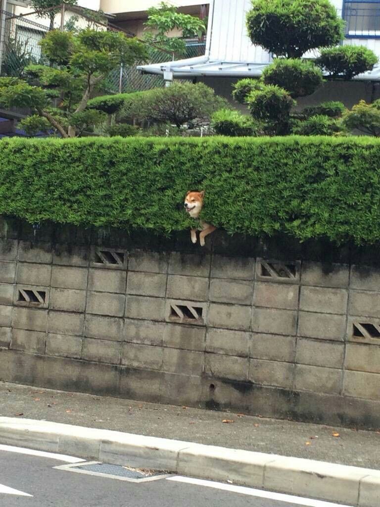 [잡담] 이 강아지는 지금 어떤 상황인거야? | 인스티즈