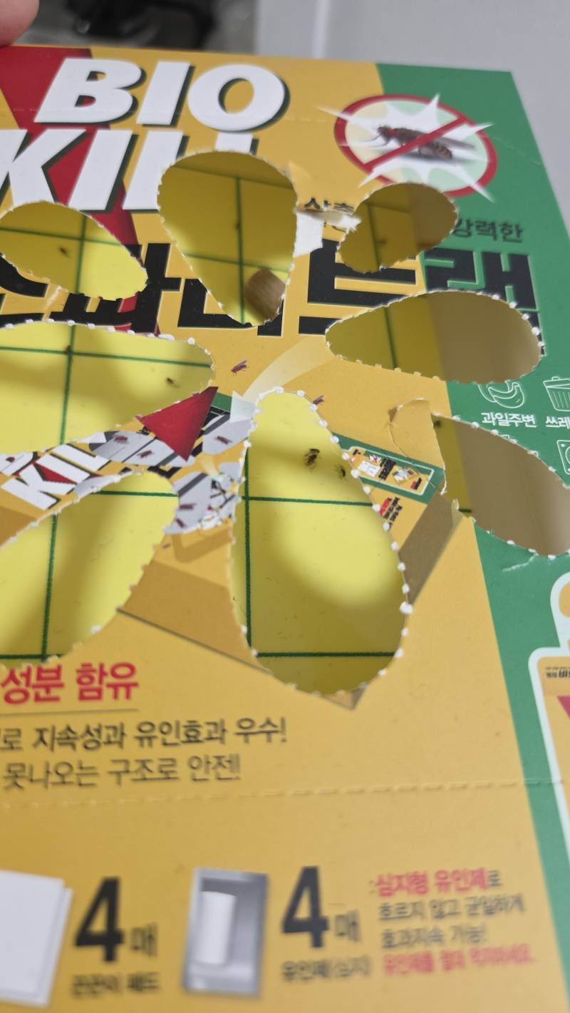 [잡담] 와 초파리 트랩에 잡힌거봐 ㅎㅇㅈㅇ | 인스티즈
