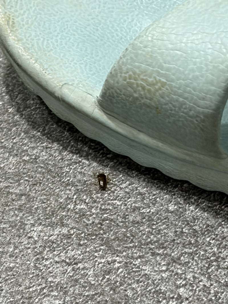 [잡담] 혐주의 얘들아 이거 화장실에서 엄청쪼끄만애 나왓는데 어떡해? 바퀴같애? | 인스티즈