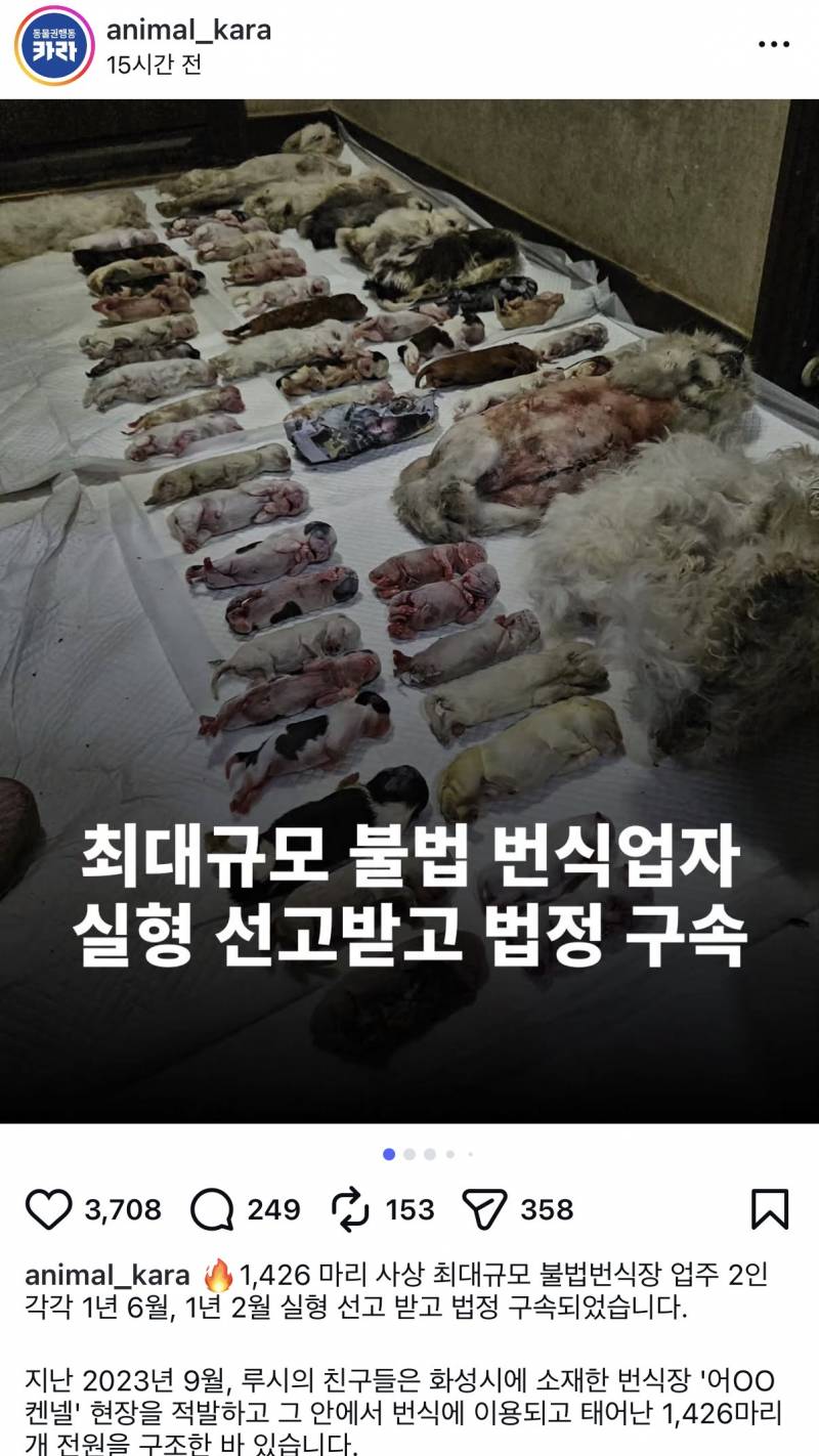 [잡담] 번식장에서 커터칼로 강아지 배 갈랐대;;;;(ㅎㅇㅈㅇ) | 인스티즈