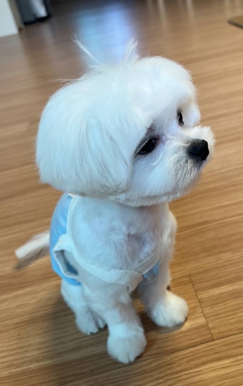 [잡담] 우리집강아지 첫미용 시켰는데 이게맞아….? | 인스티즈