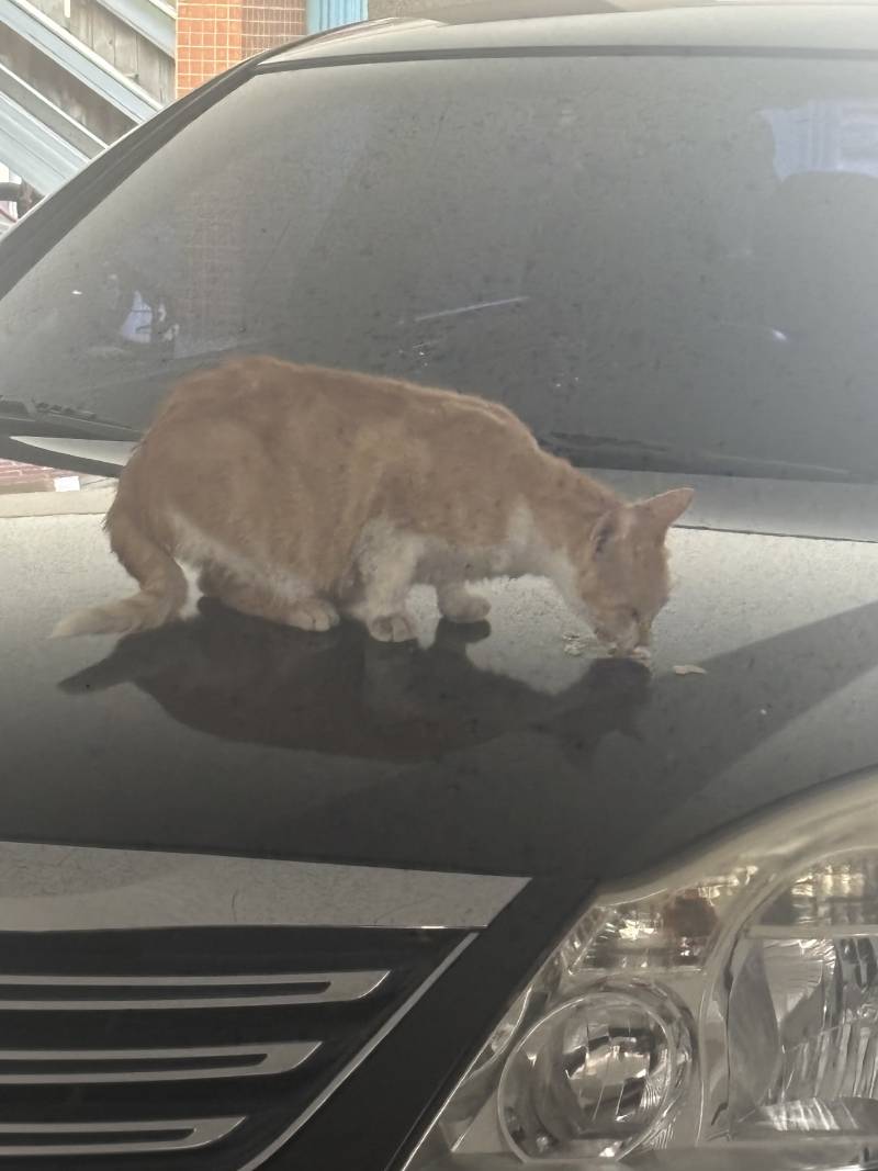 [잡담] 동네 고양이 만나서 츄르 줌 | 인스티즈