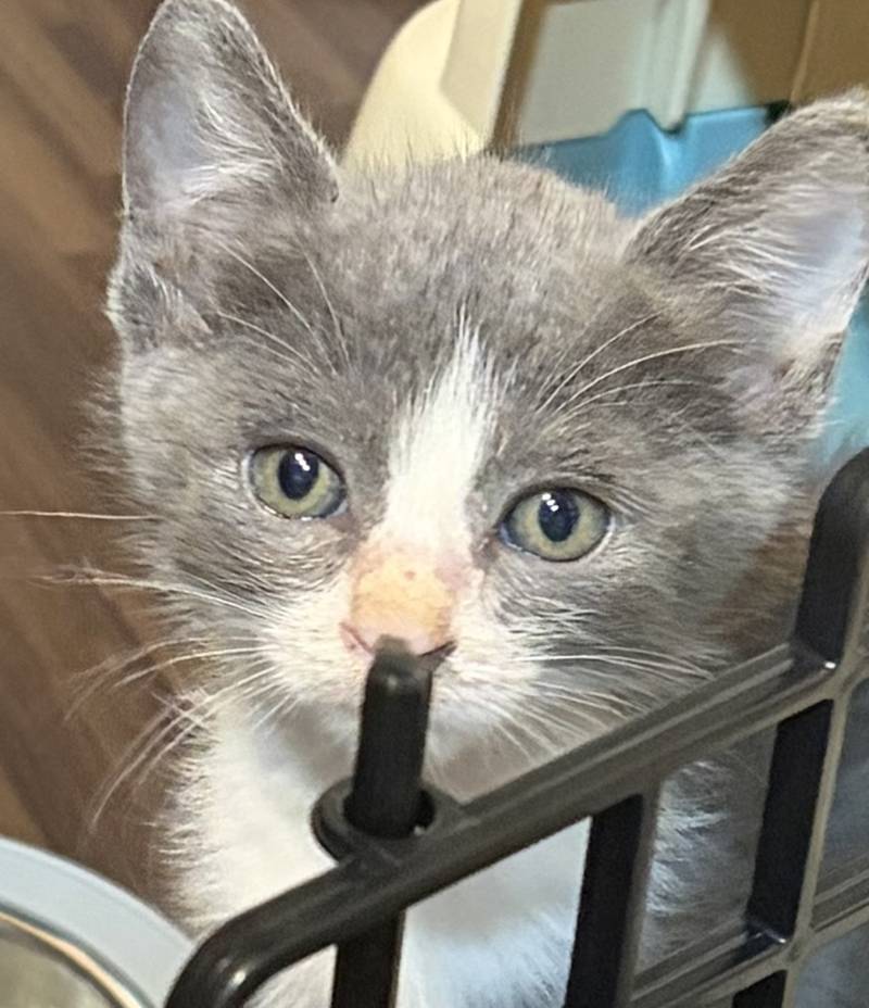 [잡담] 고양이 이름 추천해주라 | 인스티즈