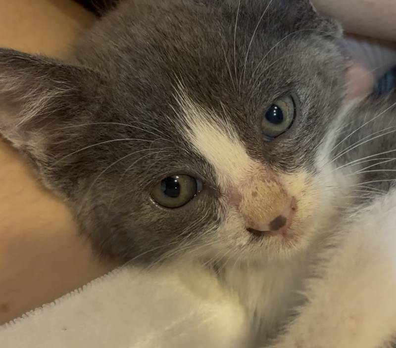[잡담] 고양이 이름 추천해주라 | 인스티즈