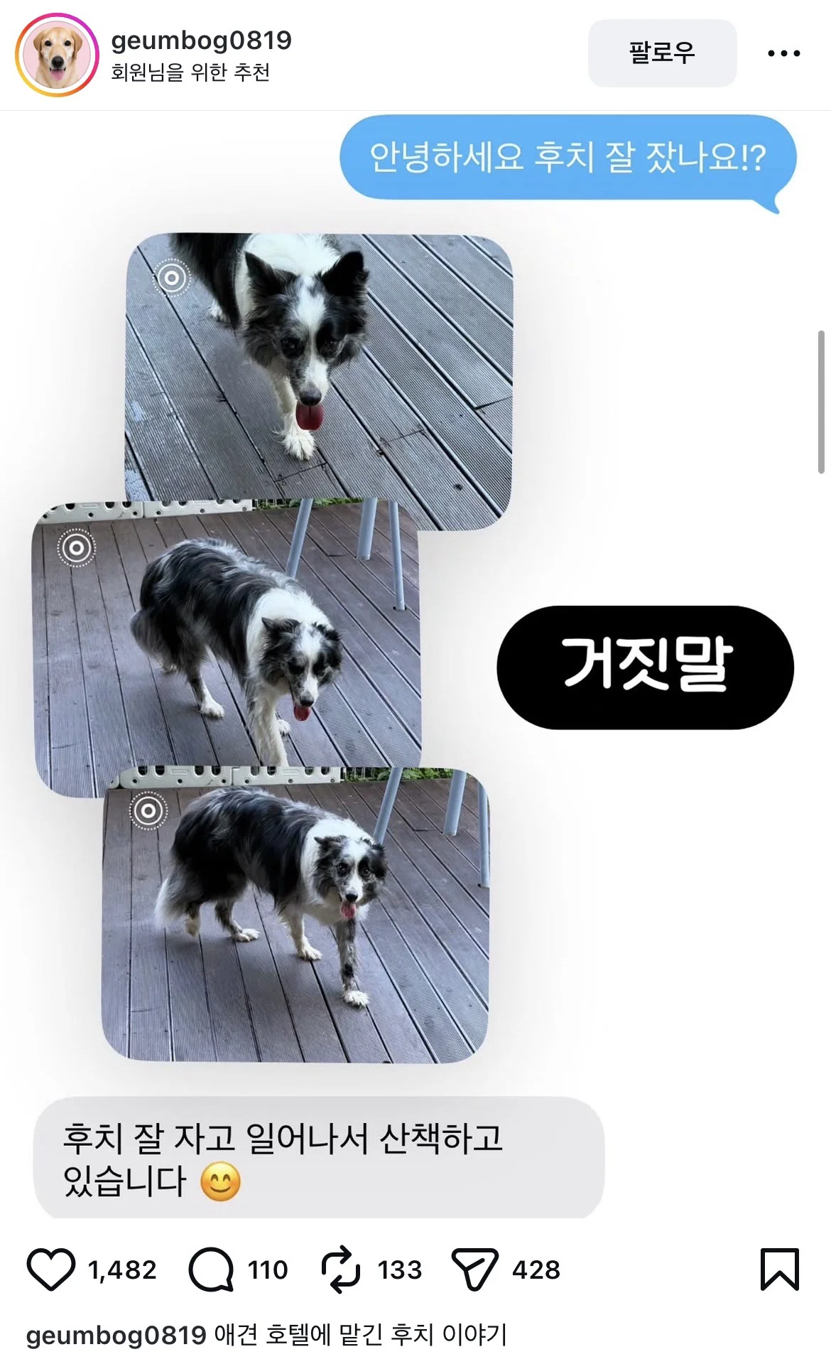 [잡담] 강아지가 죽었는데도 잘 있다고 거짓말한 춘천 애견 호텔 | 인스티즈