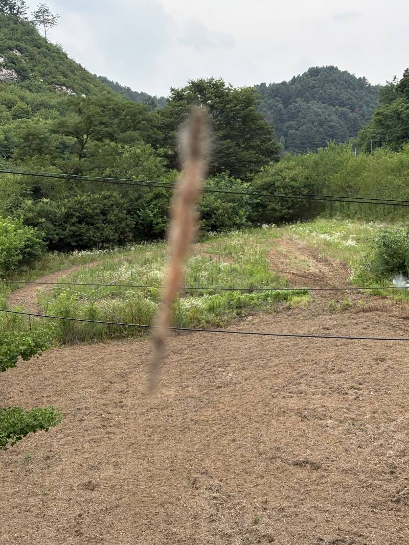[잡담] 오늘 거미알집을 발견했는데 | 인스티즈