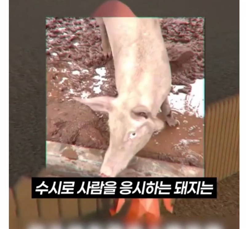 [잡담] 아니 나 돼지보면 소름돋는게 (+사진있음!!!) | 인스티즈
