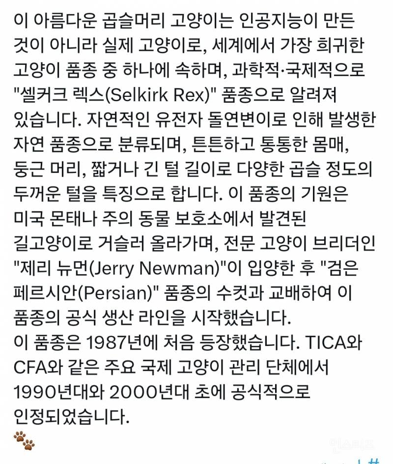 세계에서 가장 희귀하다는 ㄹㅇ 대존예 고양이 | 인스티즈