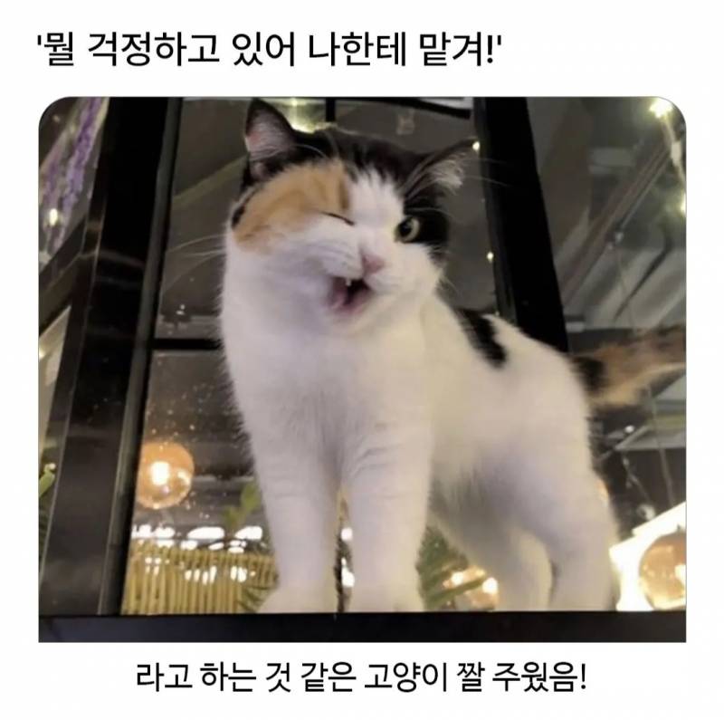 [잡담] 이 짤 너무 귀엽다 | 인스티즈