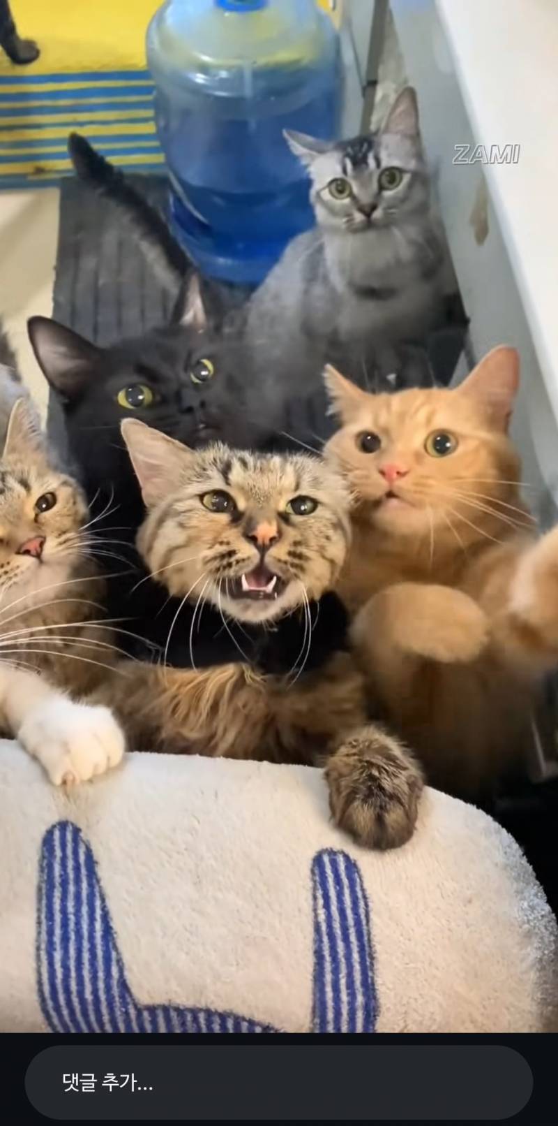[잡담] 고양이 개불쌍해ㅋㅋㅋ | 인스티즈