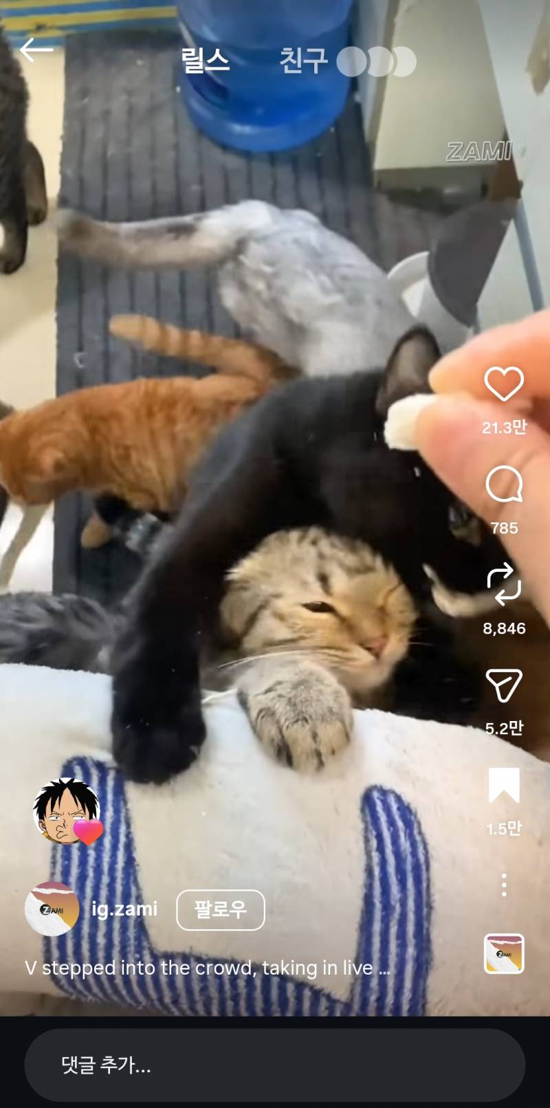[잡담] 고양이 개불쌍해ㅋㅋㅋ | 인스티즈