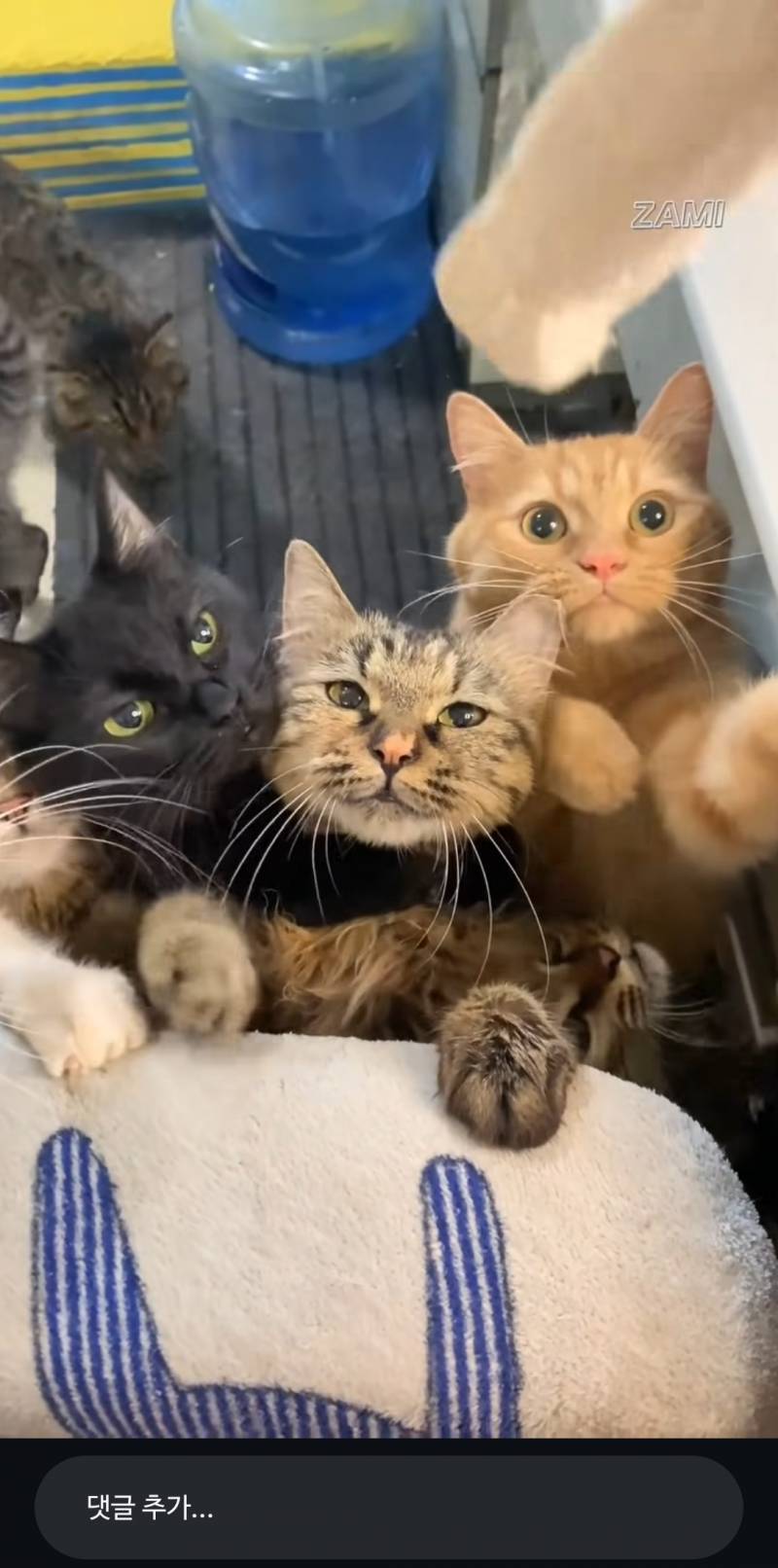 [잡담] 고양이 개불쌍해ㅋㅋㅋ | 인스티즈