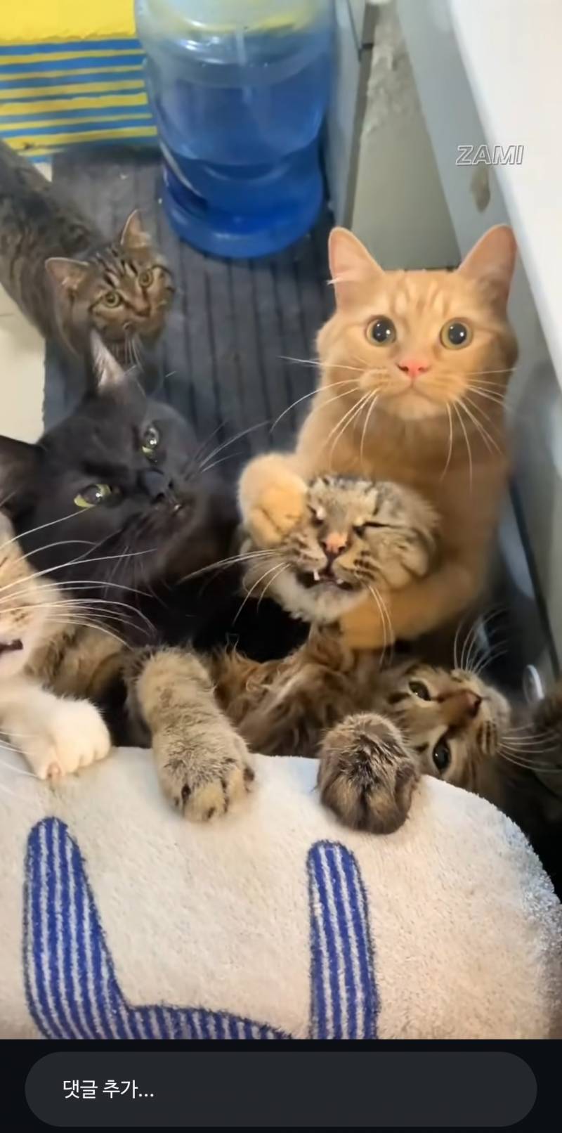 [잡담] 고양이 개불쌍해ㅋㅋㅋ | 인스티즈