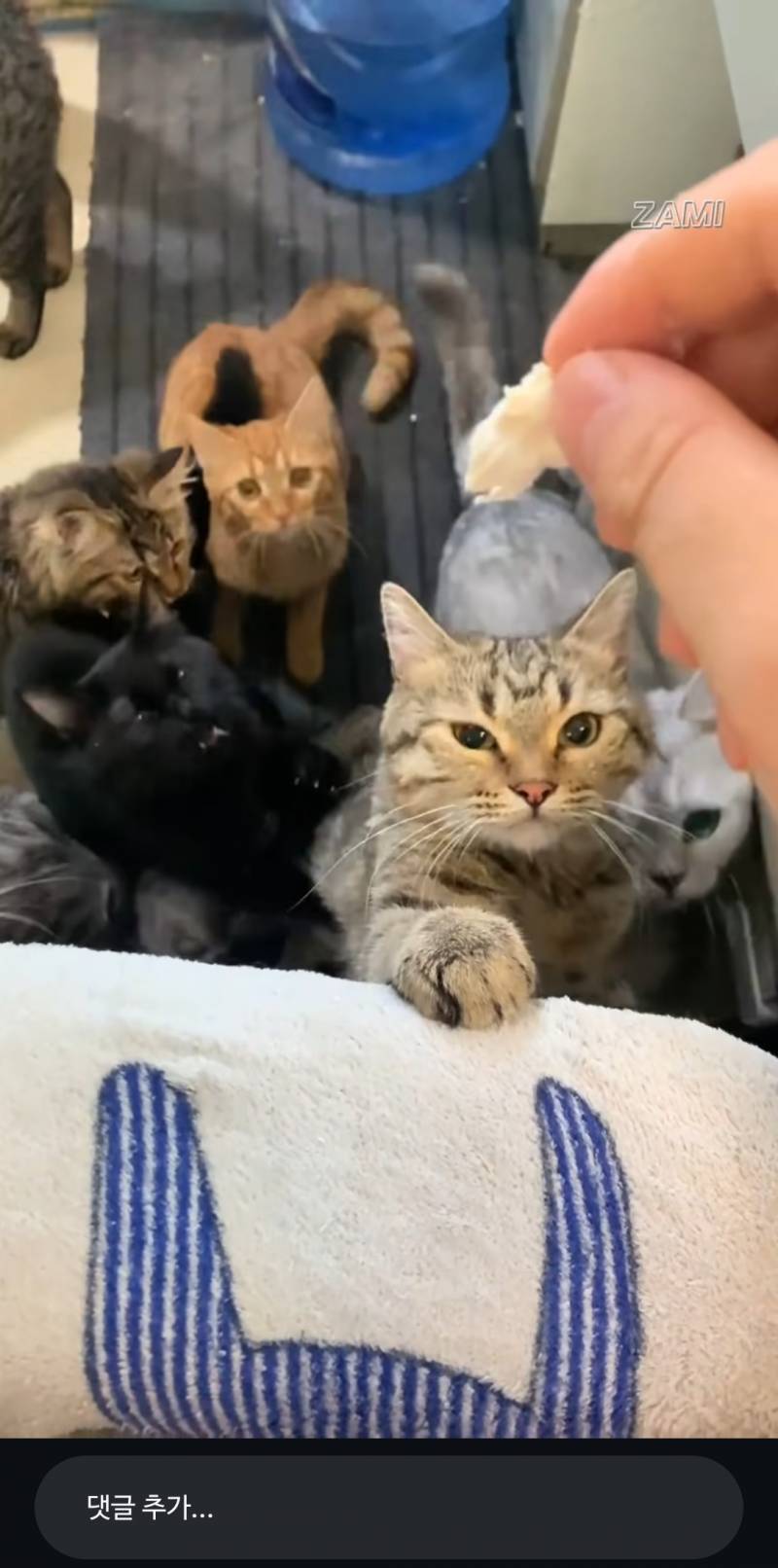 [잡담] 고양이 개불쌍해ㅋㅋㅋ | 인스티즈