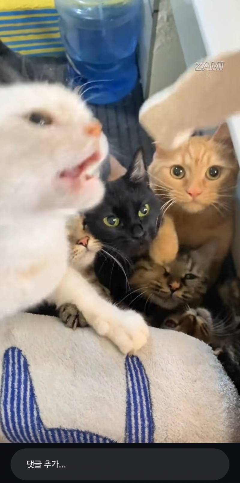 [잡담] 고양이 개불쌍해ㅋㅋㅋ | 인스티즈