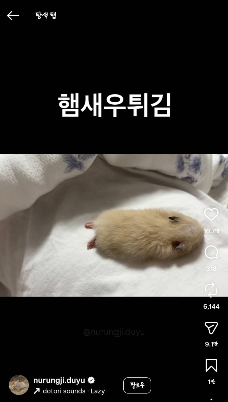 [잡담] 아니 얘들아 이 햄스터좀 봐 | 인스티즈