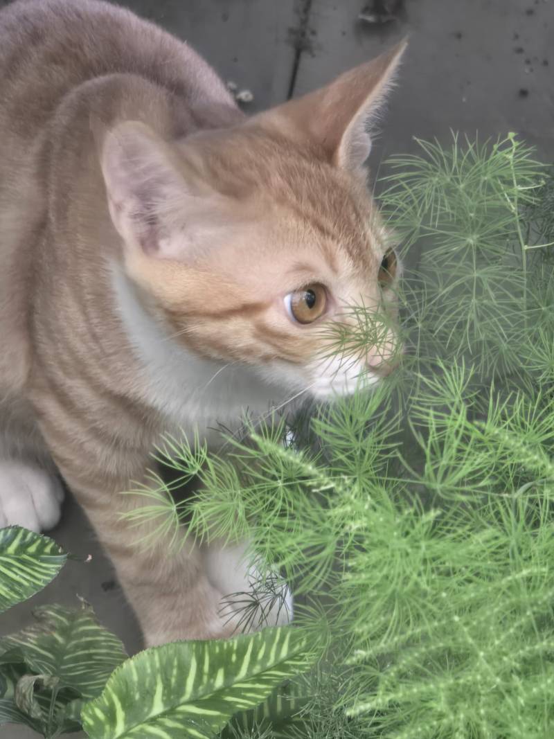 [잡담] 오늘 반려식물 보러 갔는데 고앵이 봄... | 인스티즈