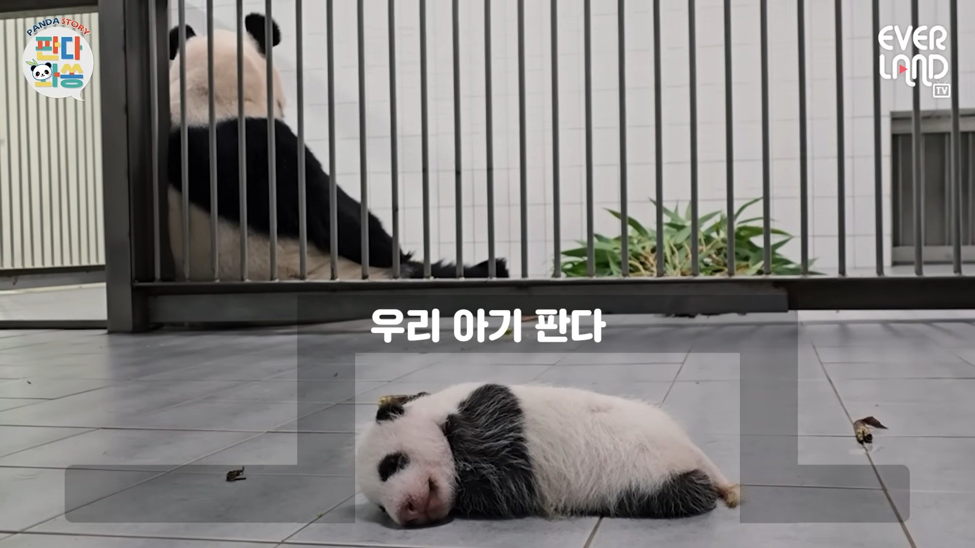 [잡담] 에버랜드 판다랜드 자막 수준봐 | 인스티즈