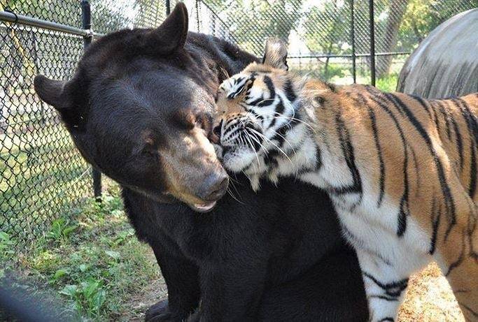 [잡담] 단군즈 오늘은 이겼다🐻🐯 | 인스티즈