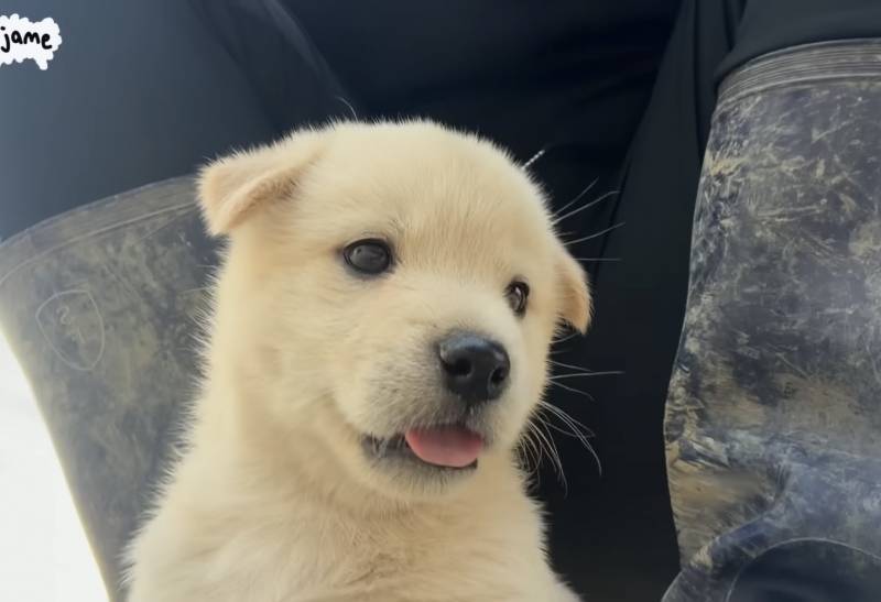 [잡담] 강아지는 왜이렇게 귀여울까 | 인스티즈