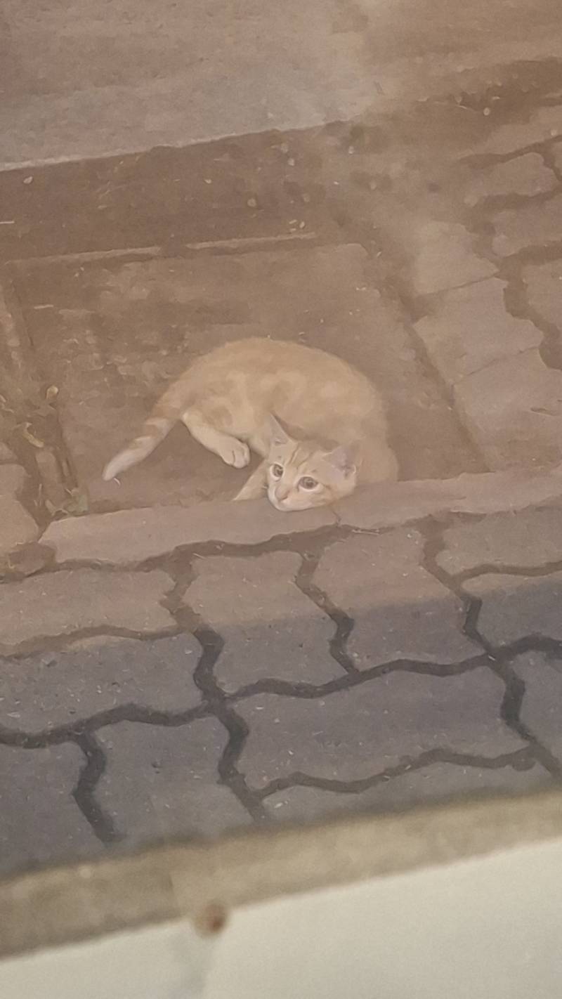 [잡담] 냥아 거기서 뭐해 | 인스티즈