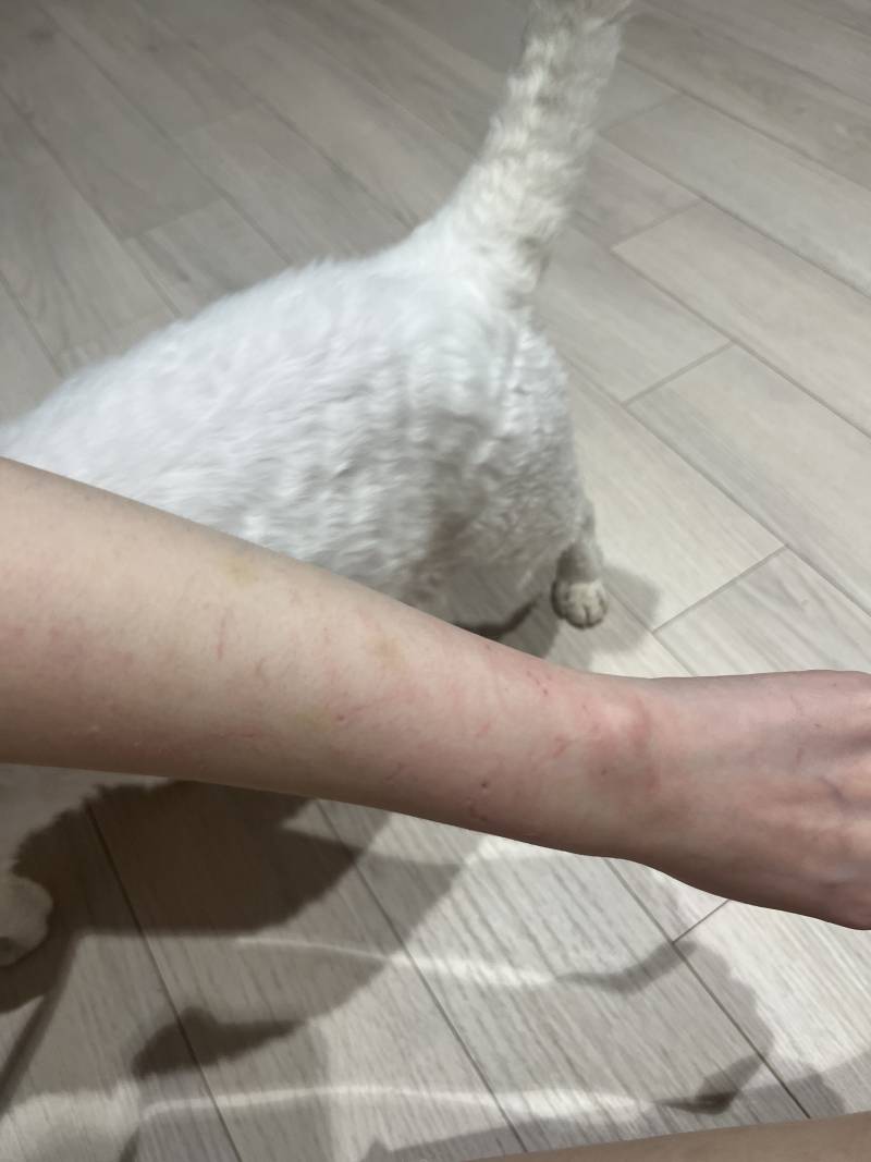 [잡담] 고양이 자꾸 물어 이유 아는 익잇어? | 인스티즈