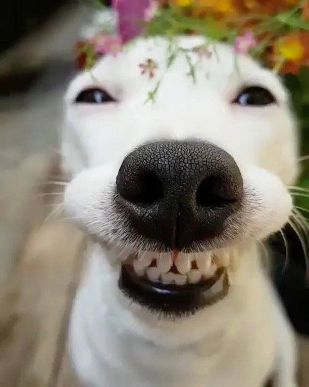 [잡담] 강아지 산책 알바 붙었다 | 인스티즈