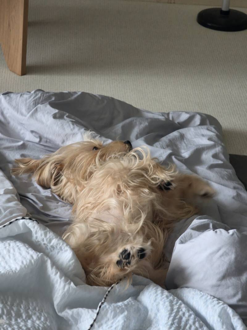 [잡담] 귀엽지🐶 | 인스티즈
