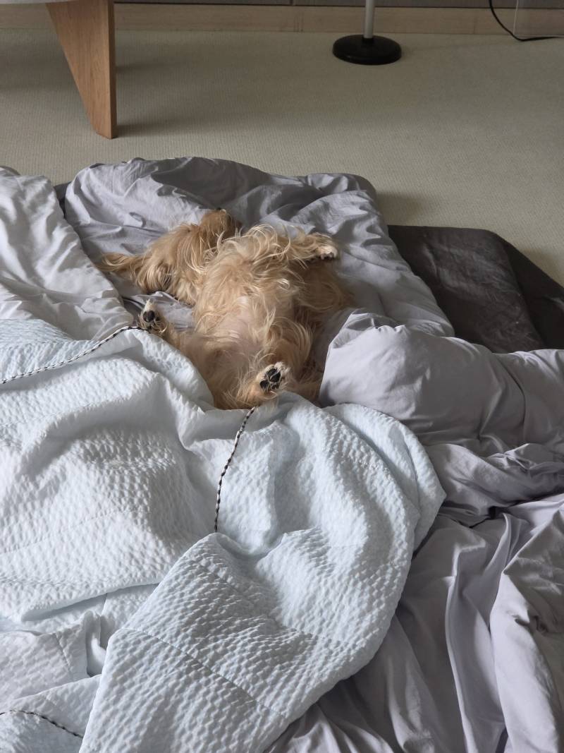 [잡담] 귀엽지🐶 | 인스티즈