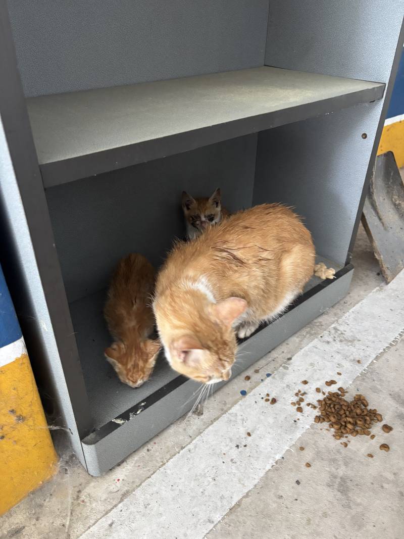 [잡담] 도와줘!!! 길냥이 동물보호센터에 신고하면 데리고 가??? | 인스티즈