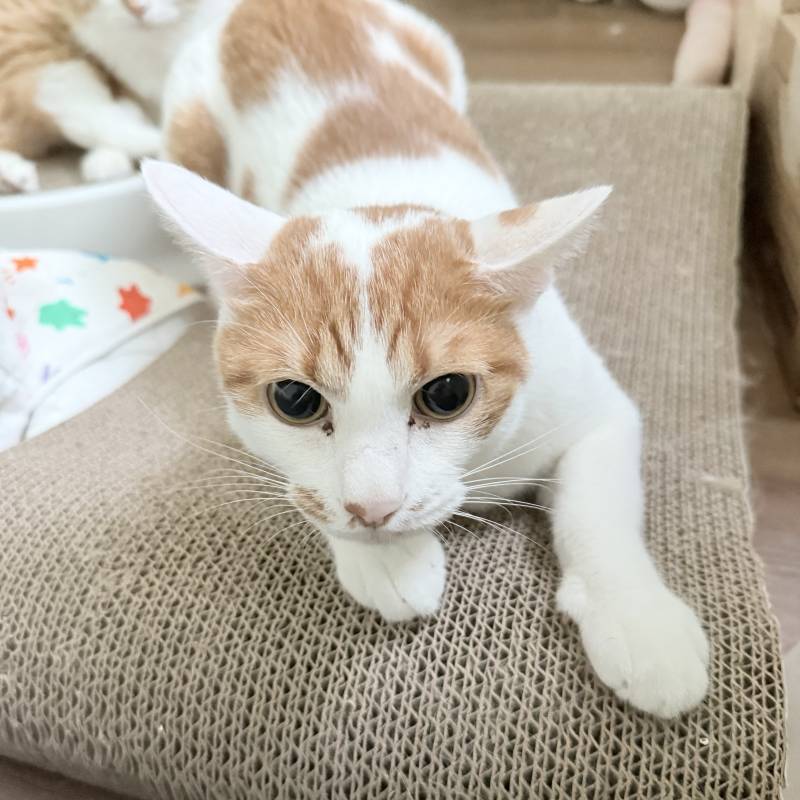 [잡담] 고양이 키우는 사람은 알아 볼 수 있는 공포사진 ,, | 인스티즈