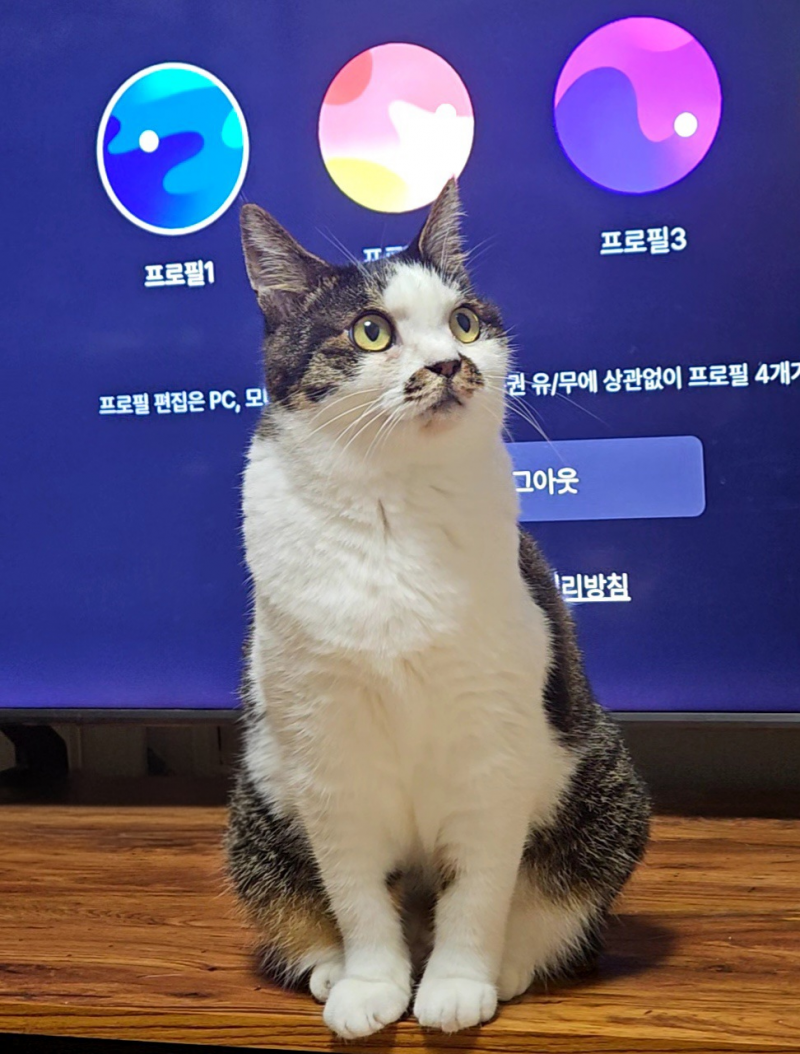 [잡담] 퇴마 고양이(귀신 사진 주의) | 인스티즈