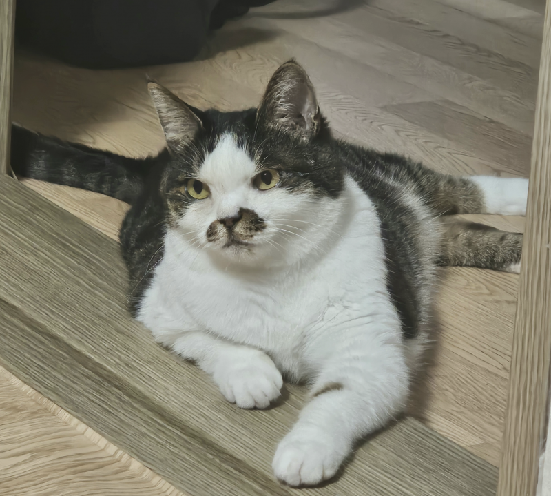 [잡담] 퇴마 고양이(귀신 사진 주의) | 인스티즈