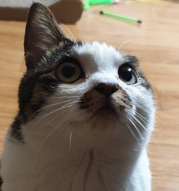 [잡담] 퇴마 고양이(귀신 사진 주의) | 인스티즈