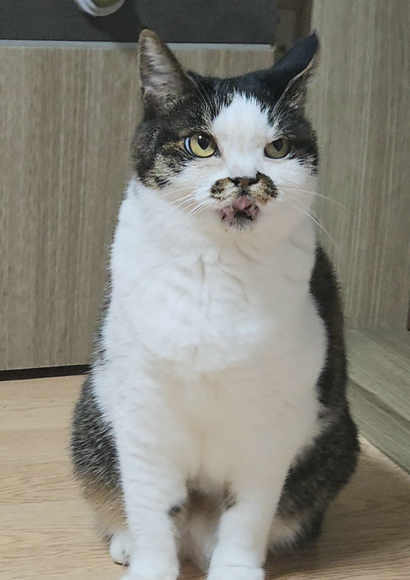 [잡담] 퇴마 고양이(귀신 사진 주의) | 인스티즈