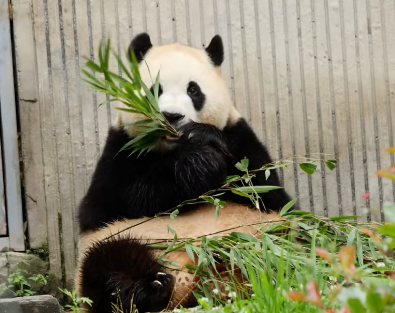 [잡담] 푸바오 잘 지내고 있넹 | 인스티즈