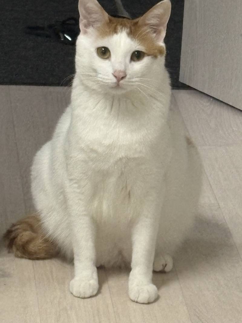 [잡담] 얘 비만이야?? | 인스티즈