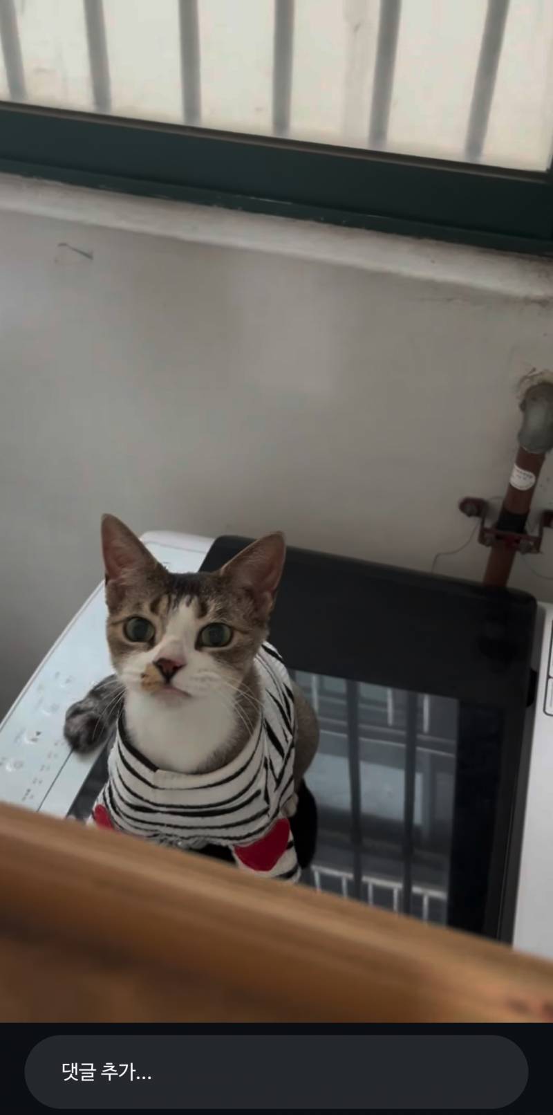 [잡담] 얘진짜 인스타고양이중에서 젤귀여워... | 인스티즈