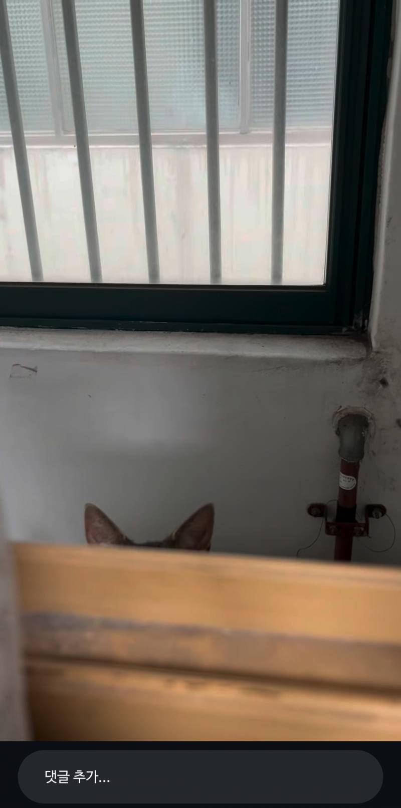 [잡담] 얘진짜 인스타고양이중에서 젤귀여워... | 인스티즈