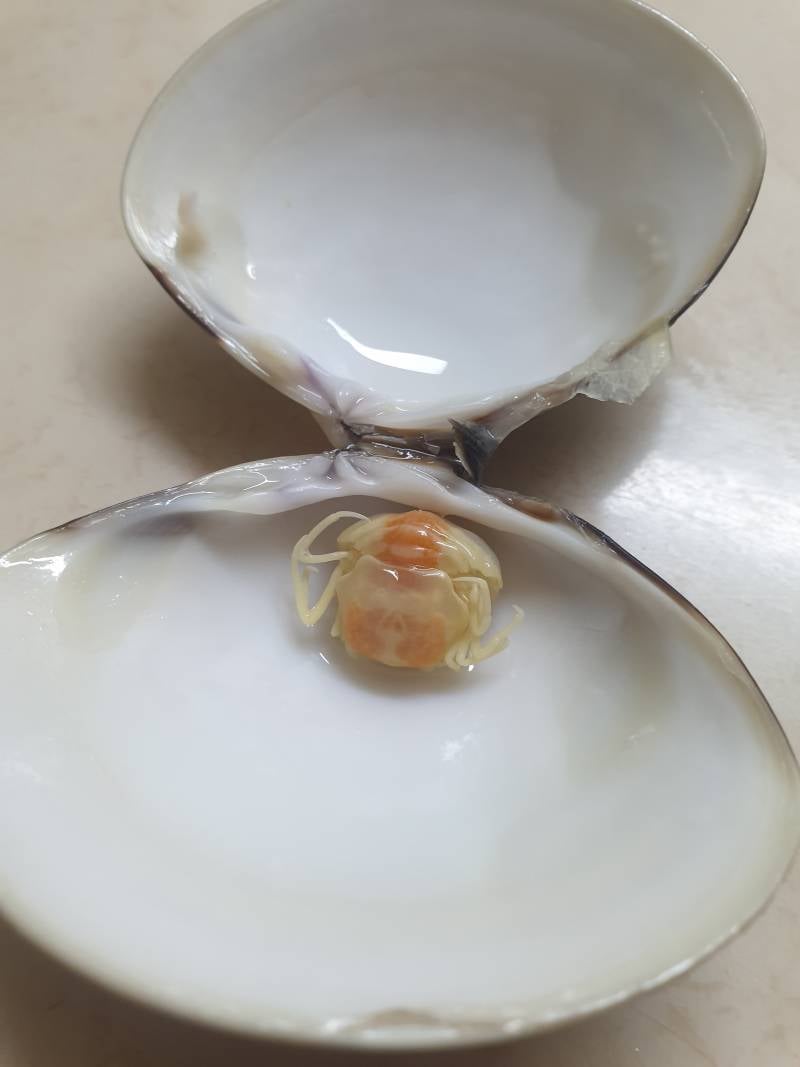 [잡담] 백합조개 안에 꽃게가 들어가있어 | 인스티즈