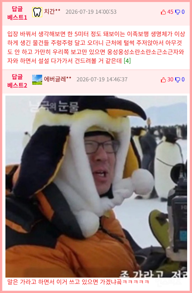 펭귄 다큐를 찍기 어려운 이유 | 인스티즈