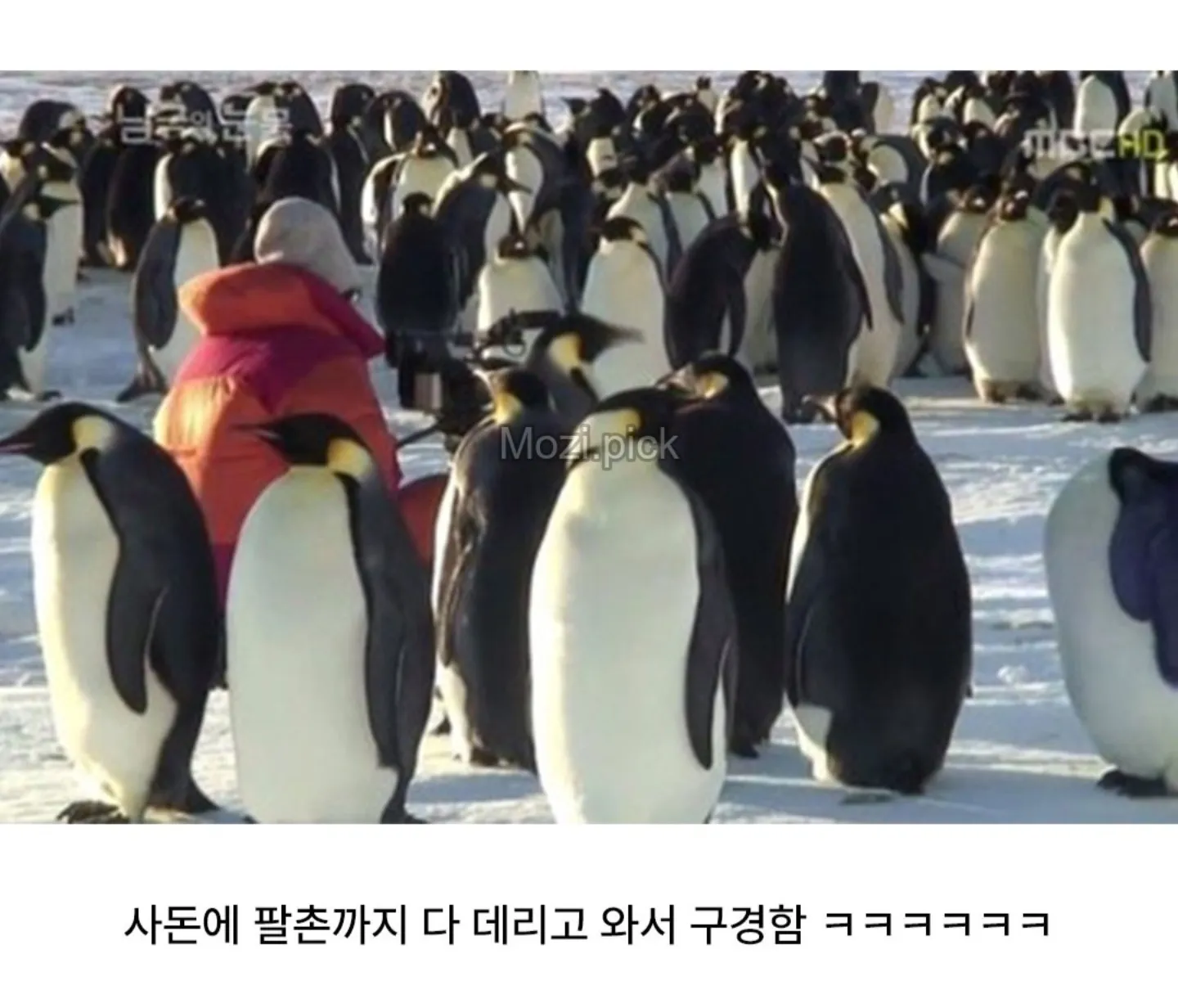 펭귄 다큐를 찍기 어려운 이유 | 인스티즈