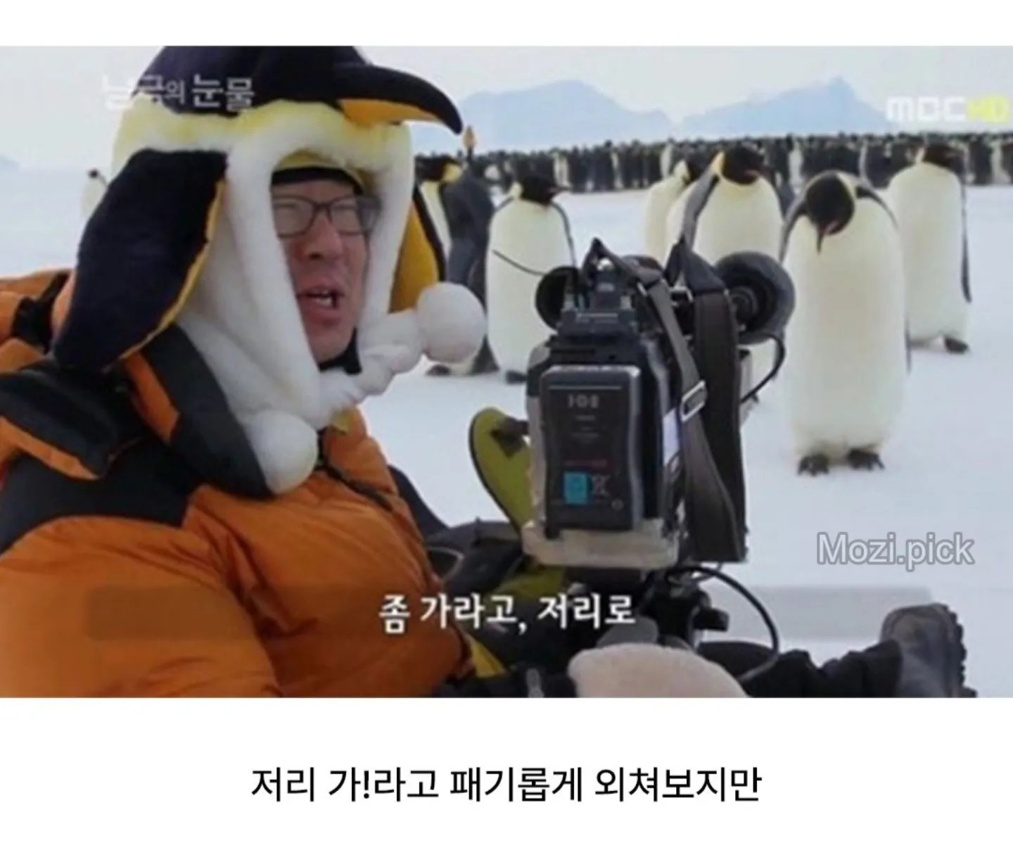 펭귄 다큐를 찍기 어려운 이유 | 인스티즈
